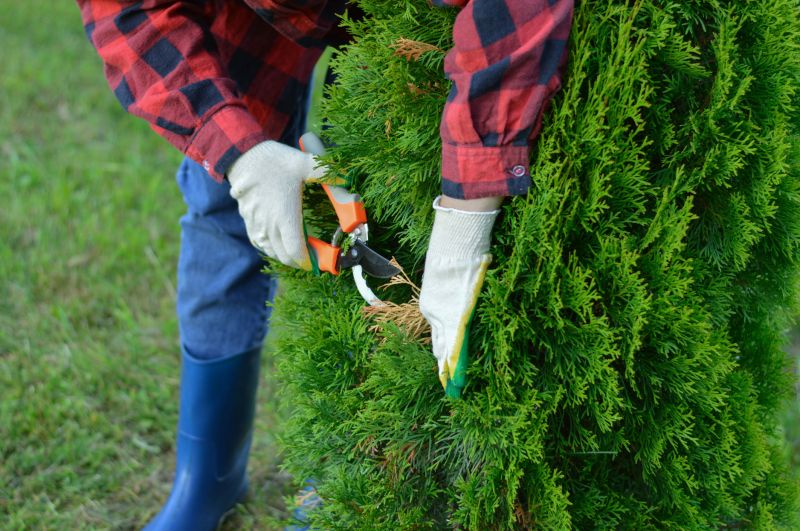 Arborvitae Planting