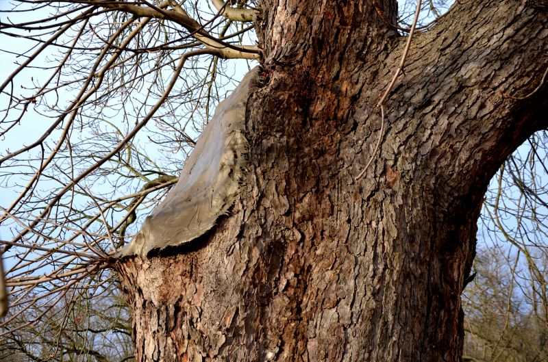 Bark Spreading