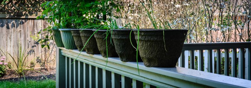 Boxwood Planting