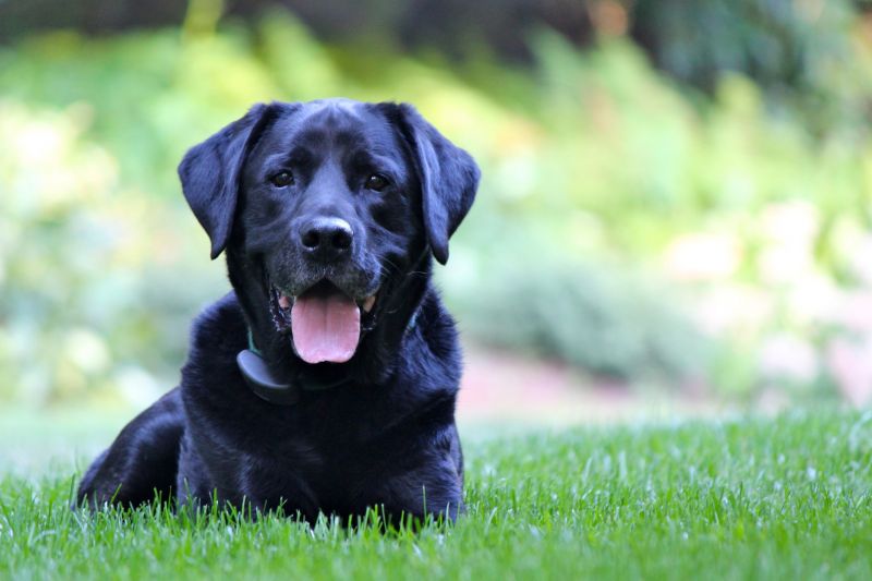 Dog Friendly Landscaping