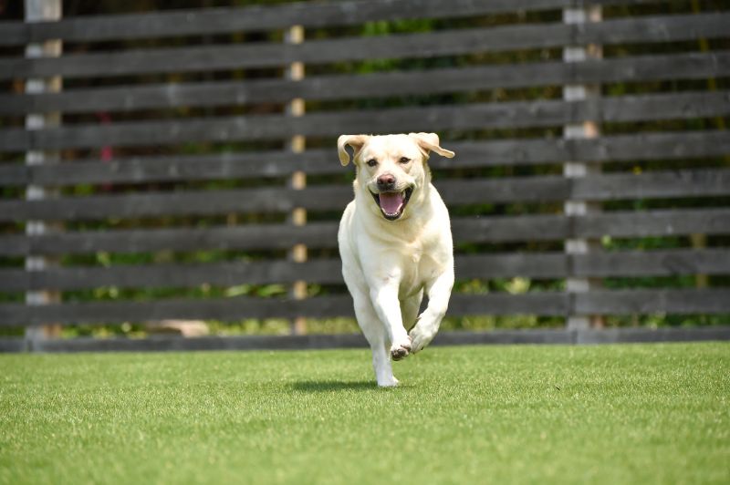 Dog Friendly Landscaping