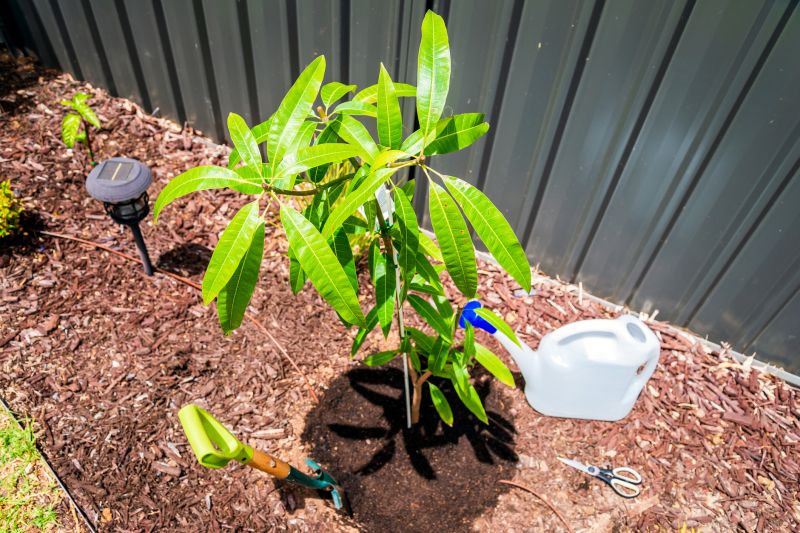 Dogwood Tree Planting