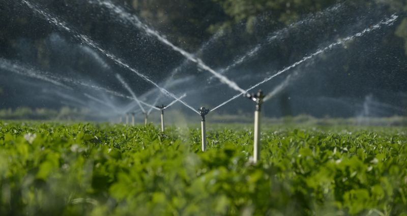 Drought Resistant Landscaping
