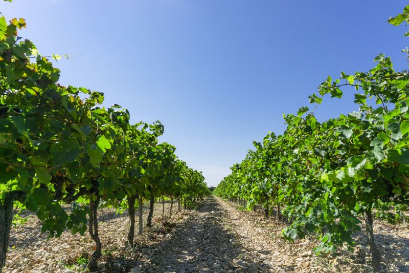 Fruit Tree Planting