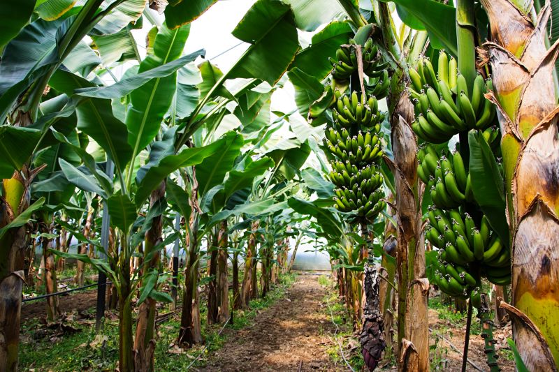 Fruit Tree Planting