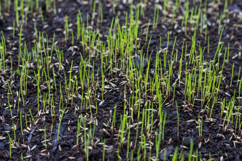 Grass Repair detail