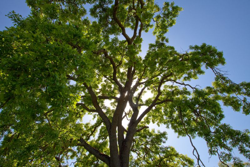 Tree Cabling Service detail