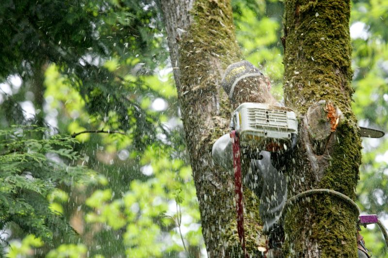 Tree Installation Service detail