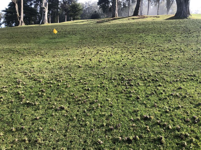 Golf Course Turf Installation
