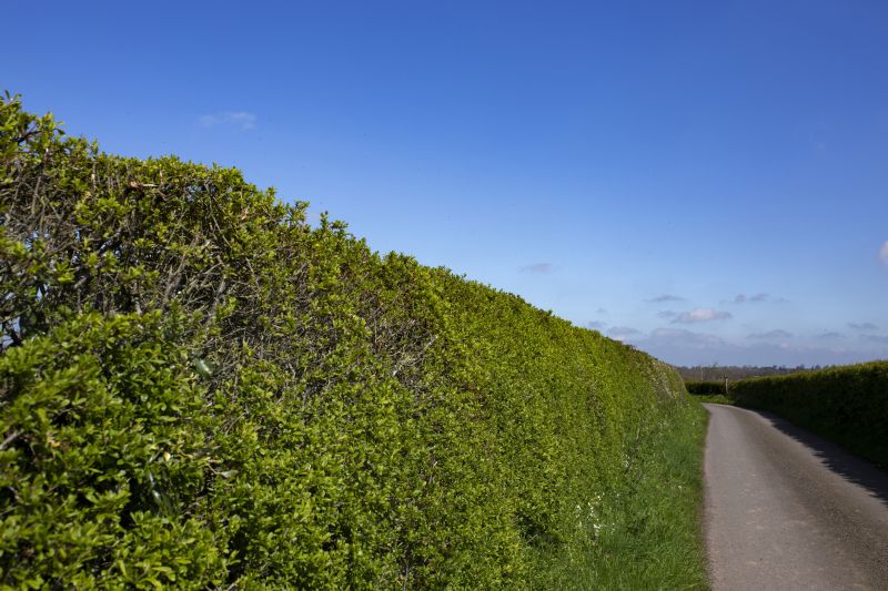 Hedge Replacement