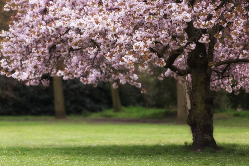 Japanese Cherry Tree Planting