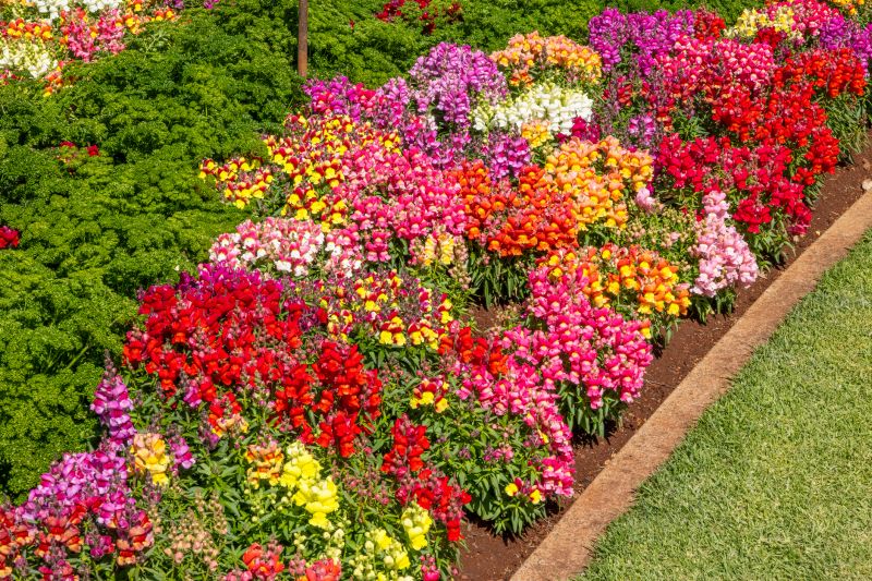 Flower Gardens and Borders