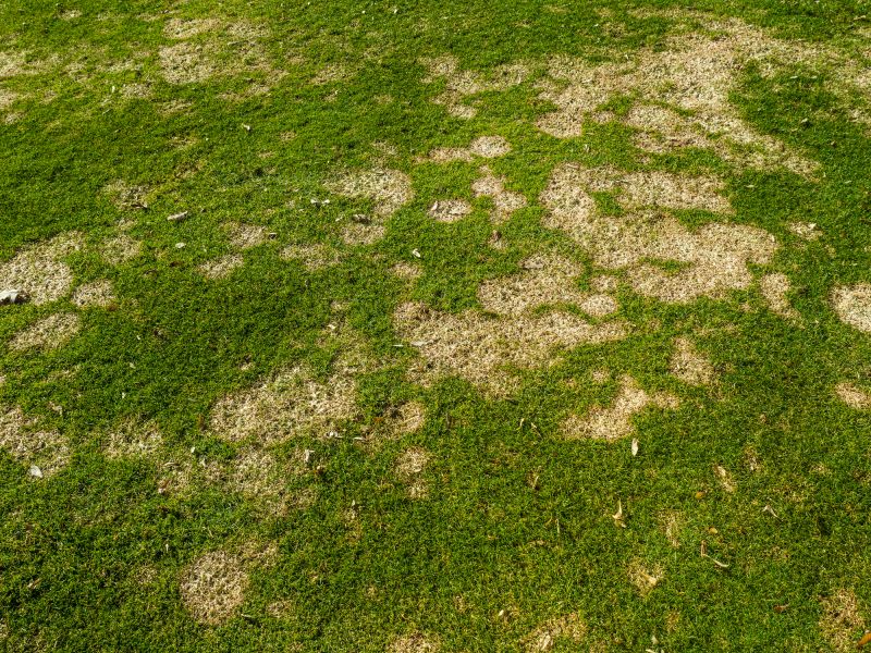 Lawn Patching