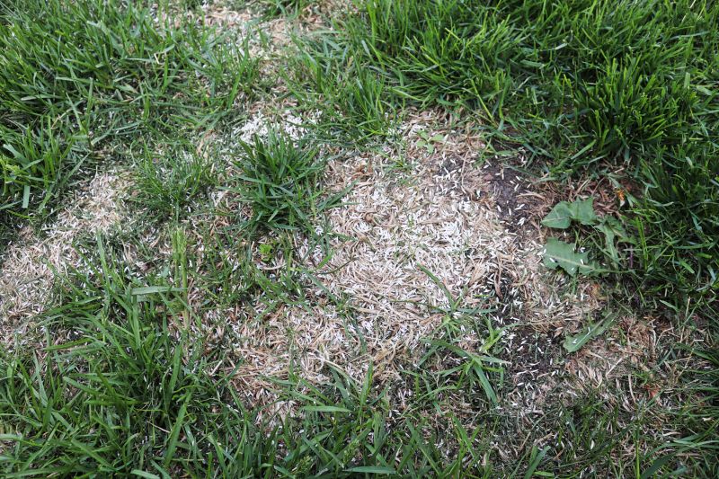 Lawn Repair Service