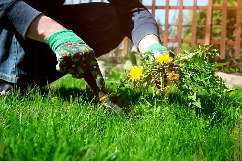 Lawn Weeding