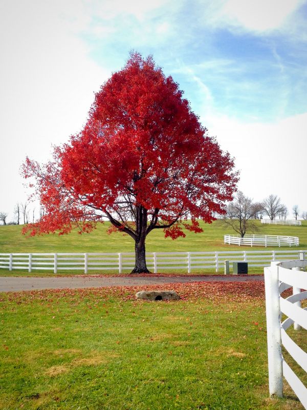 Maple Tree Planting