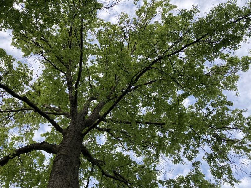 Oak Tree Planting