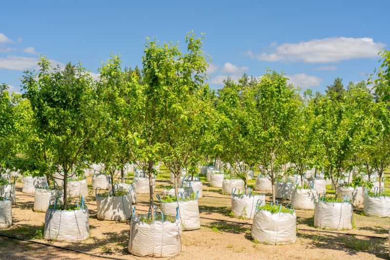 Oak Tree Planting