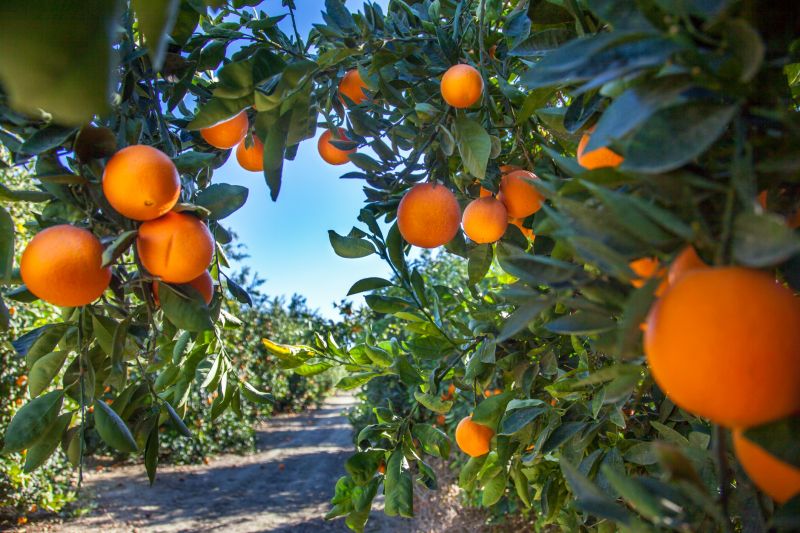 Orchard Planting
