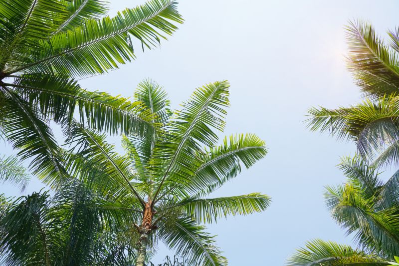 Palm Tree Landscaping