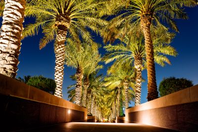 Palm Tree Landscaping