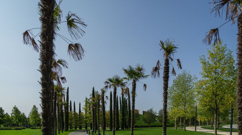 Palm Tree Planting