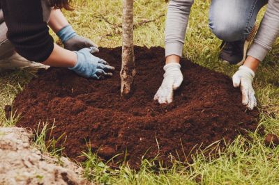 Pear Tree Planting