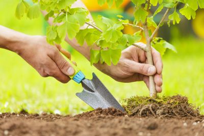 Pear Tree Planting