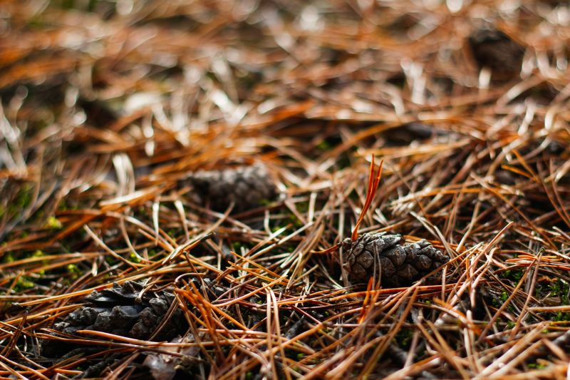 Pine Bark Landscaping