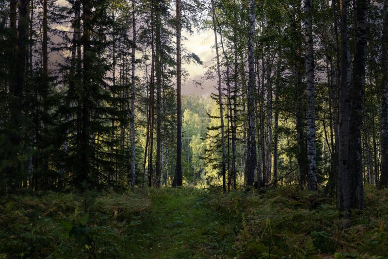 Pine Tree Planting