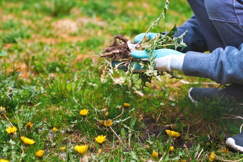 Plant Bed Weeding