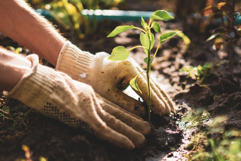 Plant Replacement