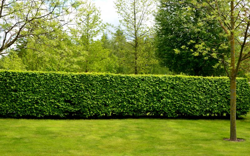 Privacy Hedge Planting