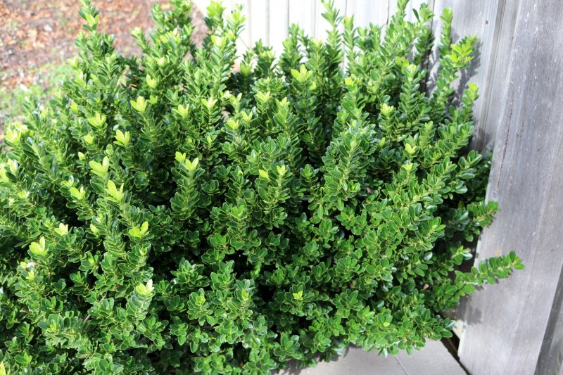Privacy Hedge Planting