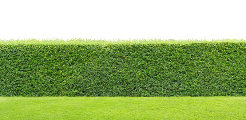 Privacy Hedge Planting
