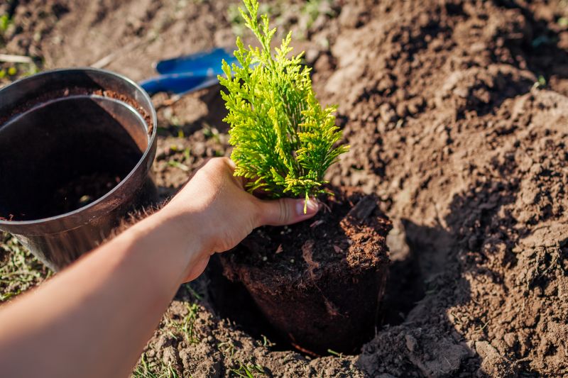Privacy Trees Planting
