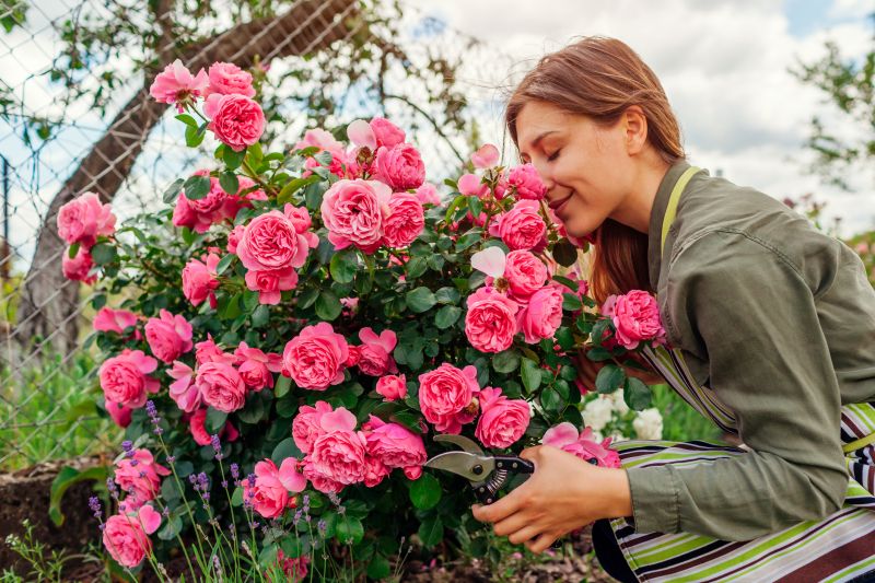 Rose Planting