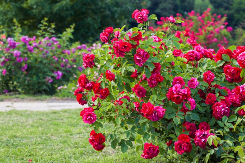 Rose Planting