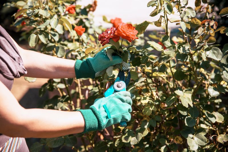 Rose Planting