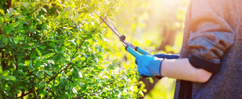 Shrubbery Planting