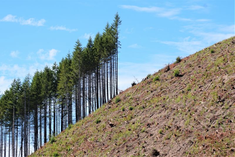 Slope Landscaping