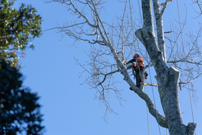 Tree Cabling Service