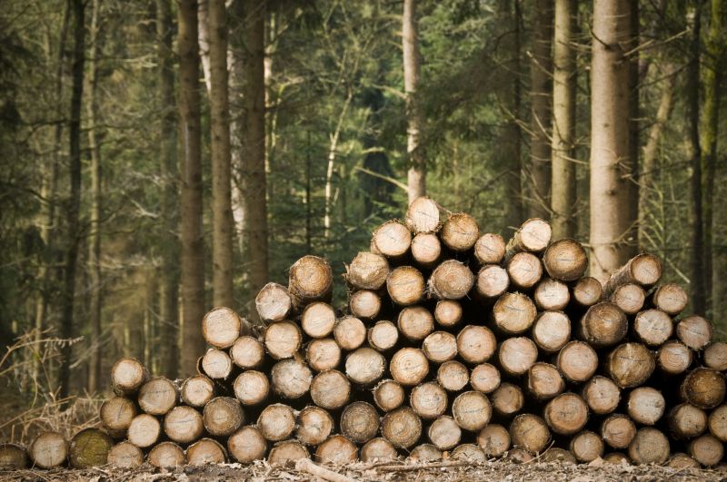 Tree Staking Service