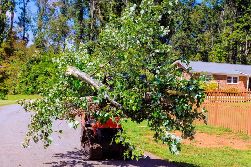 Tree Straightening Service