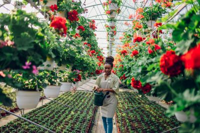 Zinnia Planting