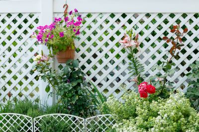 Zinnia Planting