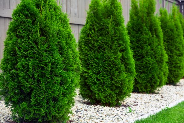 Arborvitae Planting in Doylestown