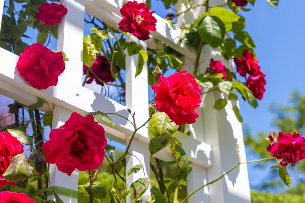 Home Gardening Service in Doylestown