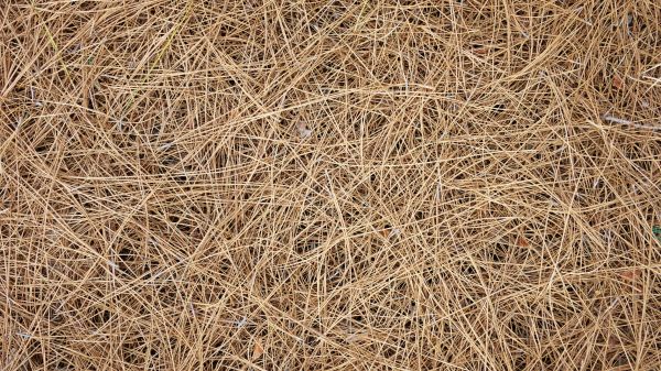 Pine Needles Delivery in Doylestown