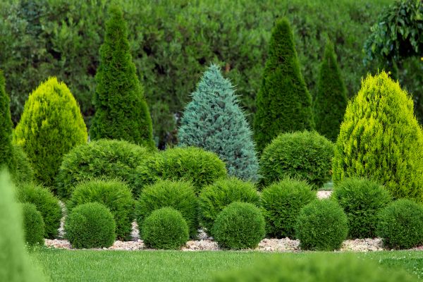 Shrub Installation in Doylestown